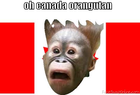 silly Canadian Orangutan