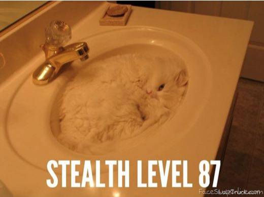 stelthy cat
