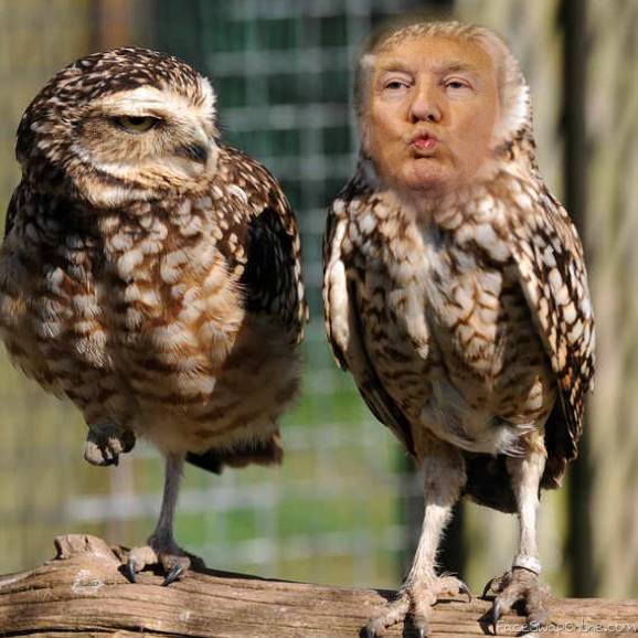 Trump Owl