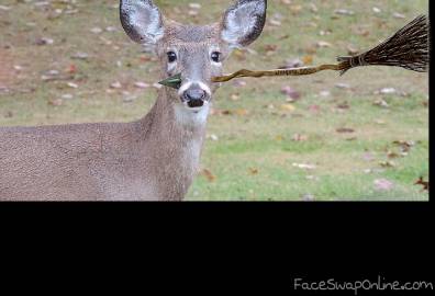 Deer Crash