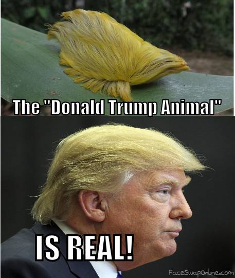 Donald Trump Animal