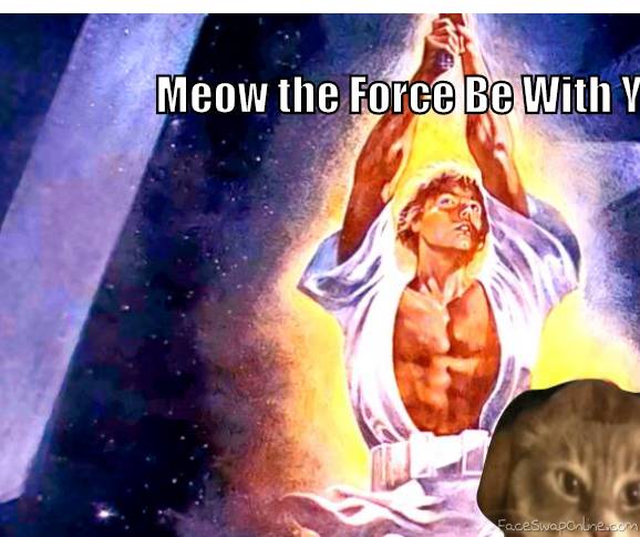 Meow the Force Be With You