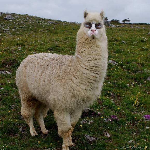 grumpy llama – Face Swap Online