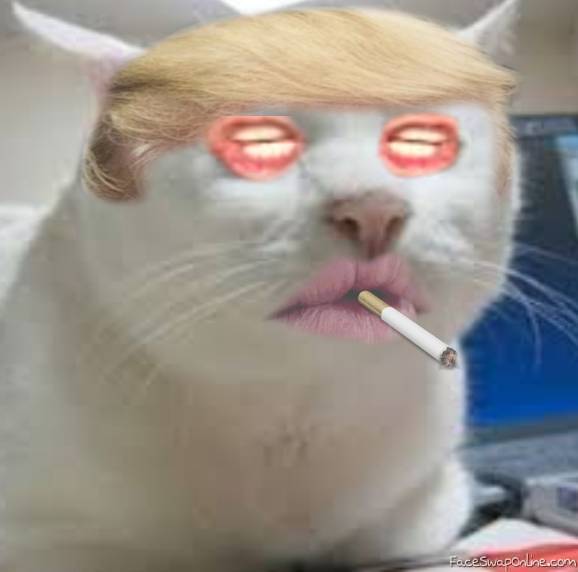 Cat Trump