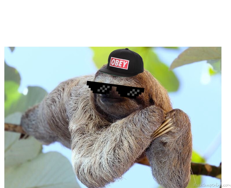 Cool sloth