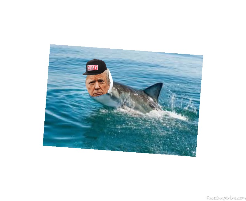 Shark trump