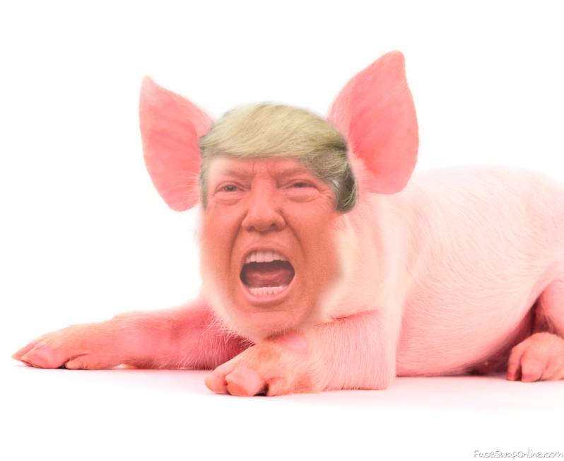 Our country is run by a pig