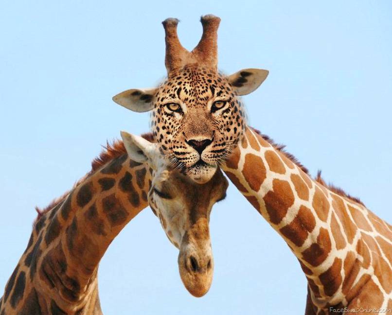 Cute leopard and giraffe couple