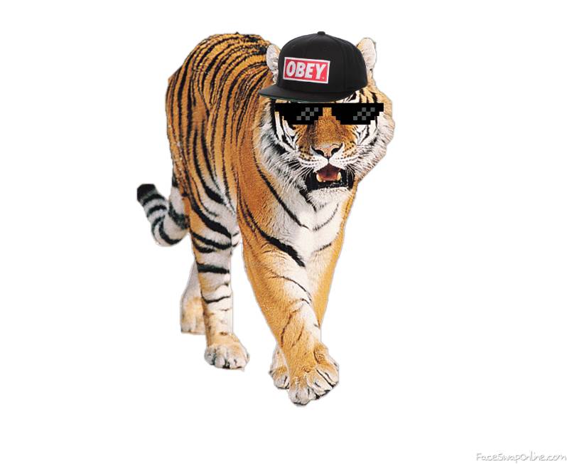 Gangsta Tiger
