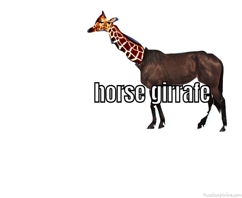 horse girrafe