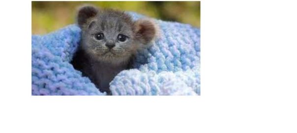 CaKoala