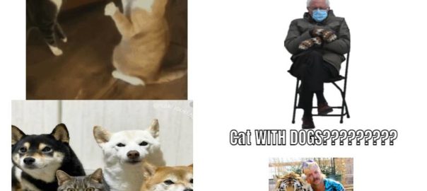 DOGS AND CATS?????