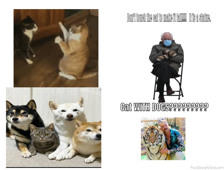 DOGS AND CATS?????