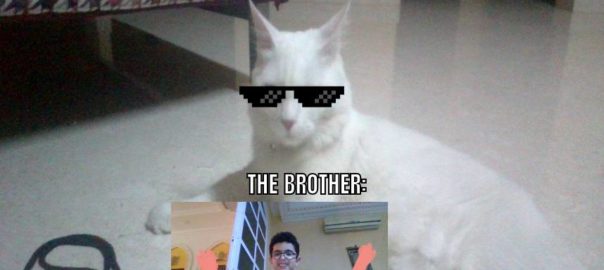 MY CAT IS ANGREY SHUT UP OR ELSE