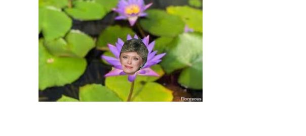 Water Lily