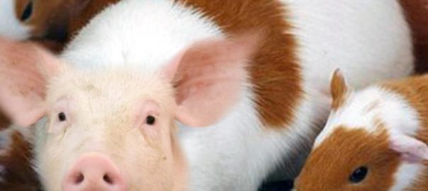 The Real Guinea Pig