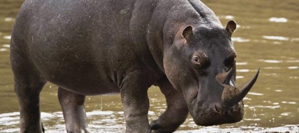 Hippo-Rhino mashup