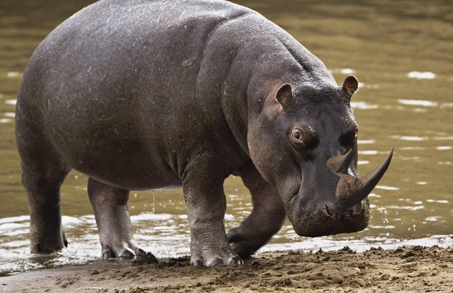 Hippo-Rhino mashup