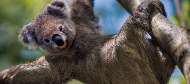 Koala in Sloth’s Body