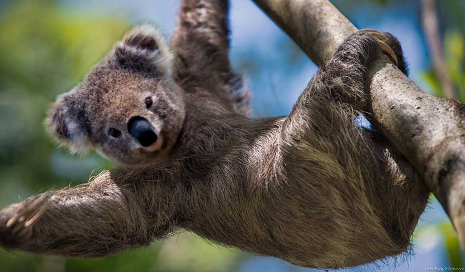 Koala in Sloth's Body