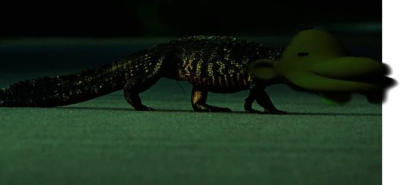 The American Alligator eats 50 people per year