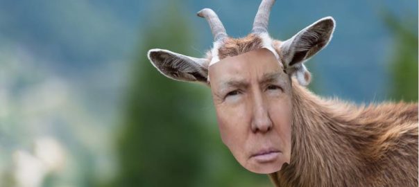 trump goat