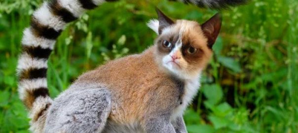 Grumpy Lemur