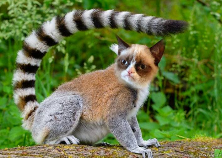 Grumpy Lemur