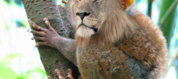 Weirdest Lion Species