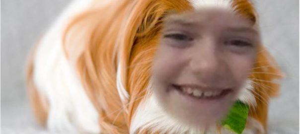 Harper Guinea pig