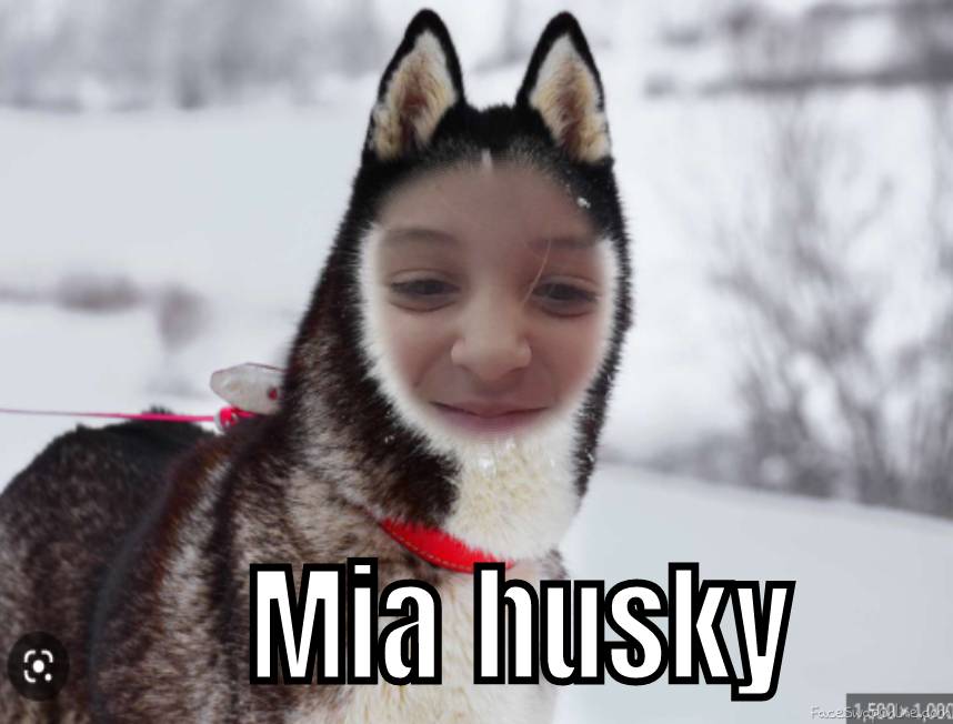 Mia husky