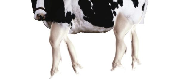 cow with human legs made by: a 12yo