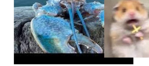 Me when i see blue lobster