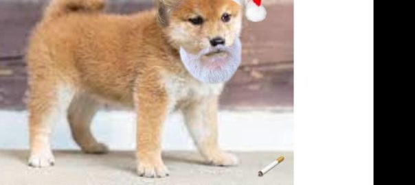 Santa pup vs cigarette