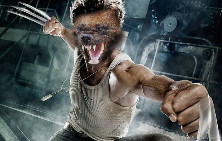 Wolverine animality