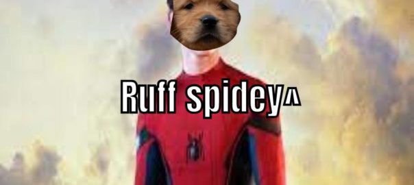 Spidey dog