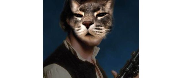 cat solo