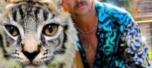 Safer Tiger