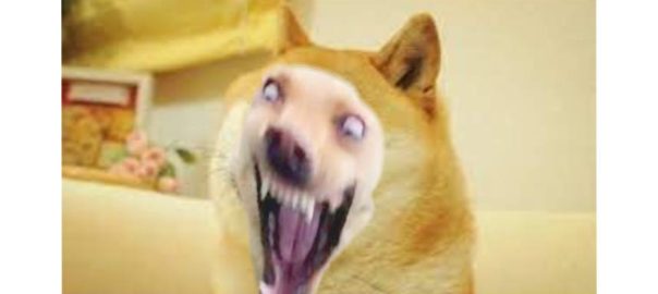 crazy doge