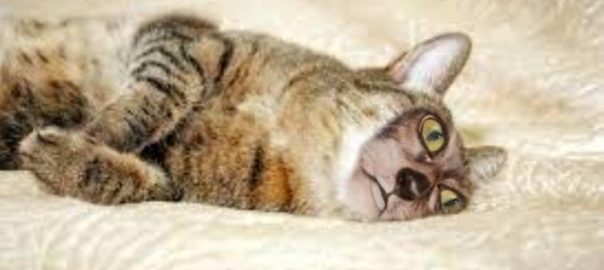 sussy cat