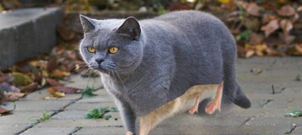 Catrat