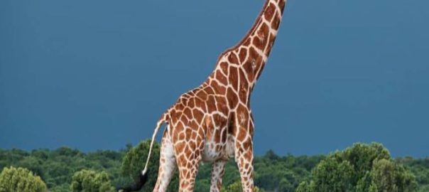 jerasus