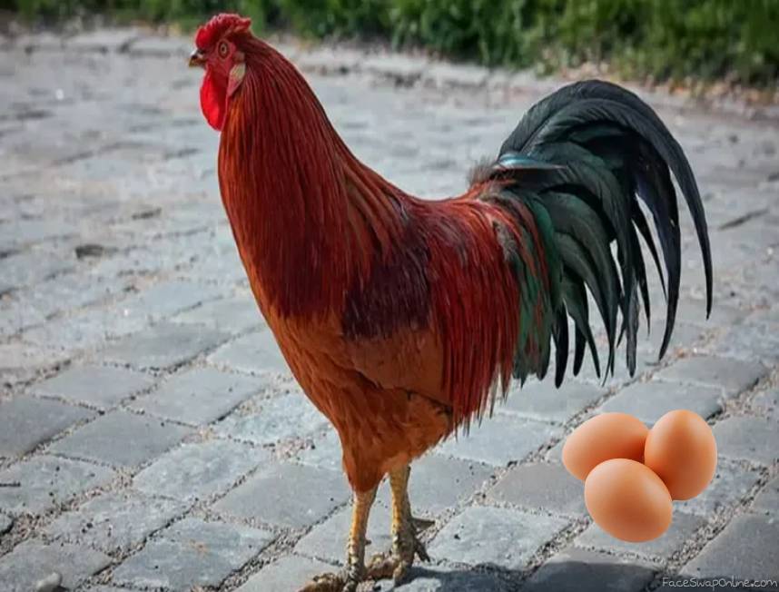 Telur Anak Ayam