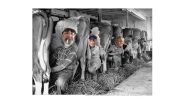 cows