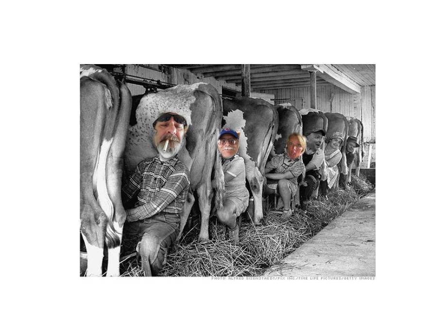 cows
