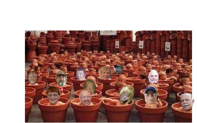 plants