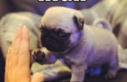Cute Puppy