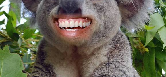 Laughing Koala