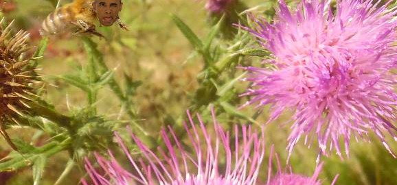 Obeebama