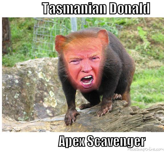 Tasmanian Donald